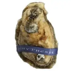Oyster