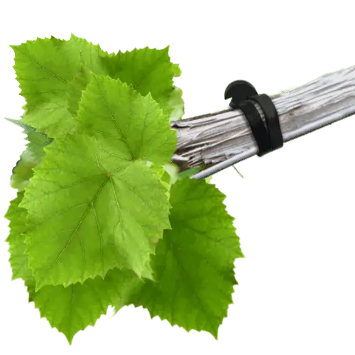 vine tying supplies