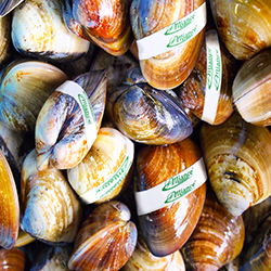 Clams