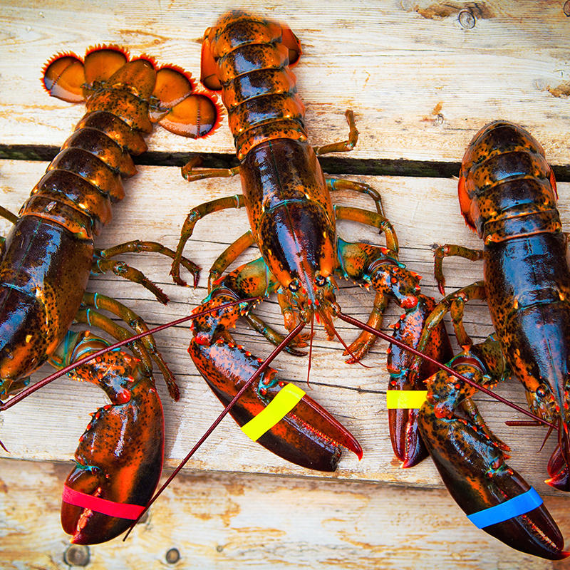 lobsterbands