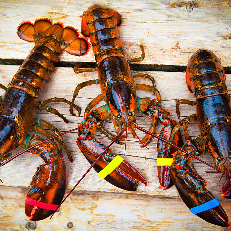 silicone lobster bands